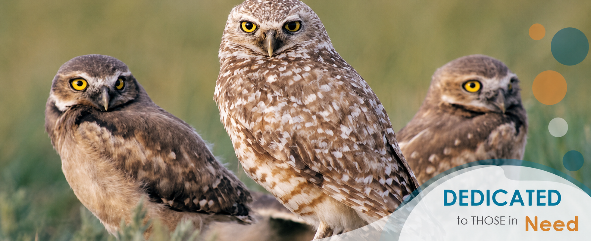Three burrowing owls standing in grassland
