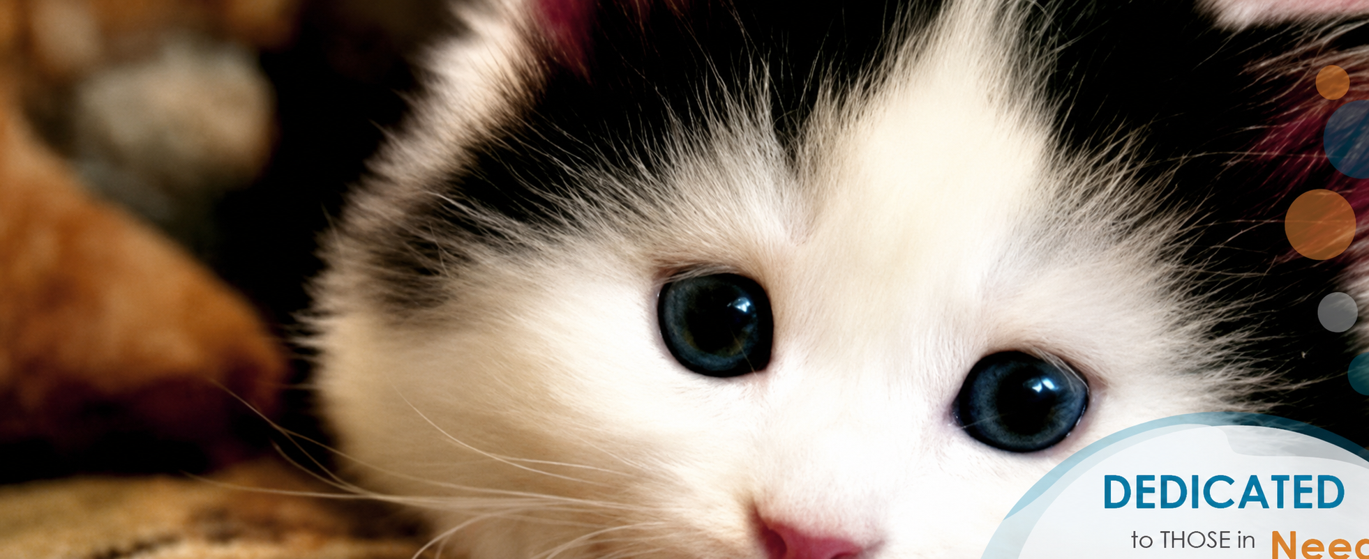 A white kitten
