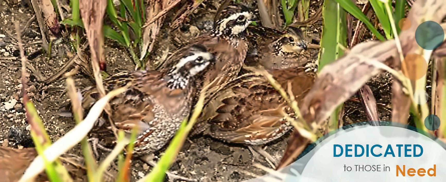 Quail chicks sheltering in tall grass